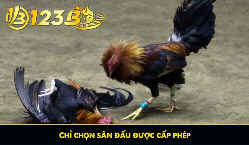 Đá Gà Lông – Đề Cao Kỹ Năng Gà Chọi Truyền Thống Tại 123B 11 Chỉ chọn sân đấu được cấp phép