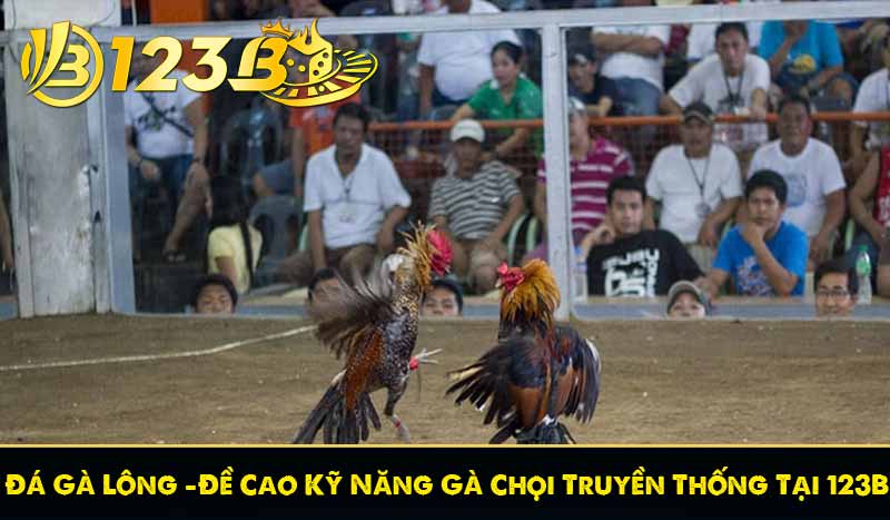 Đá Gà Lông – Đề Cao Kỹ Năng Gà Chọi Truyền Thống Tại 123B 1 Đá Gà Lông – Đề Cao Kỹ Năng Gà Chọi Truyền Thống Tại 123B