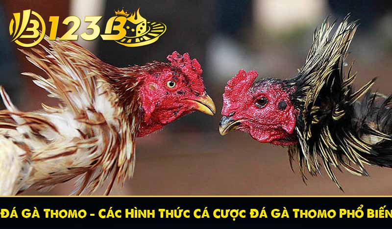 Đá Gà Thomo - Các Hình Thức Cá Cược Đá Gà Thomo Phổ Biến 1 Đá Gà Thomo - Các Hình Thức Cá Cược Đá Gà Thomo Phổ Biến