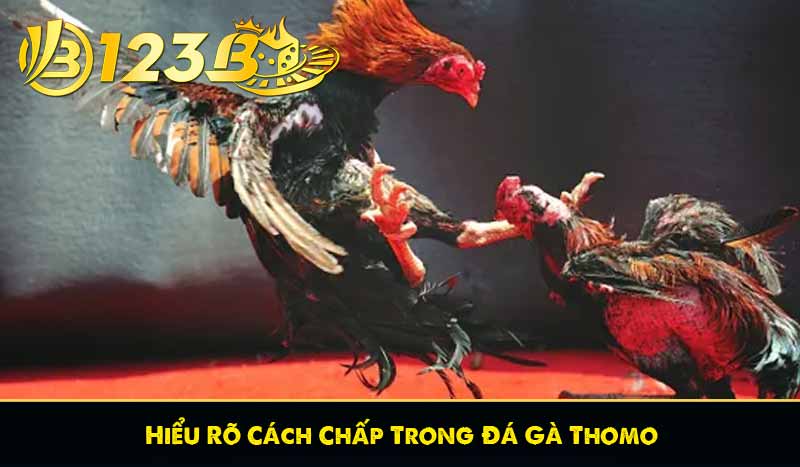 Đá Gà Thomo - Các Hình Thức Cá Cược Đá Gà Thomo Phổ Biến 12 Hiểu Rõ Cách Chấp Trong Đá Gà Thomo