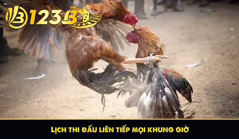 Đá Gà Lông – Đề Cao Kỹ Năng Gà Chọi Truyền Thống Tại 123B 8 Lịch thi đấu liên tiếp mọi khung giờ