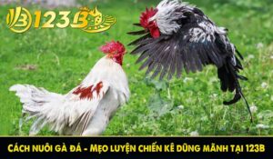 Cách nuôi gà đá - Mẹo luyện chiến kê dũng mãnh tại 123B